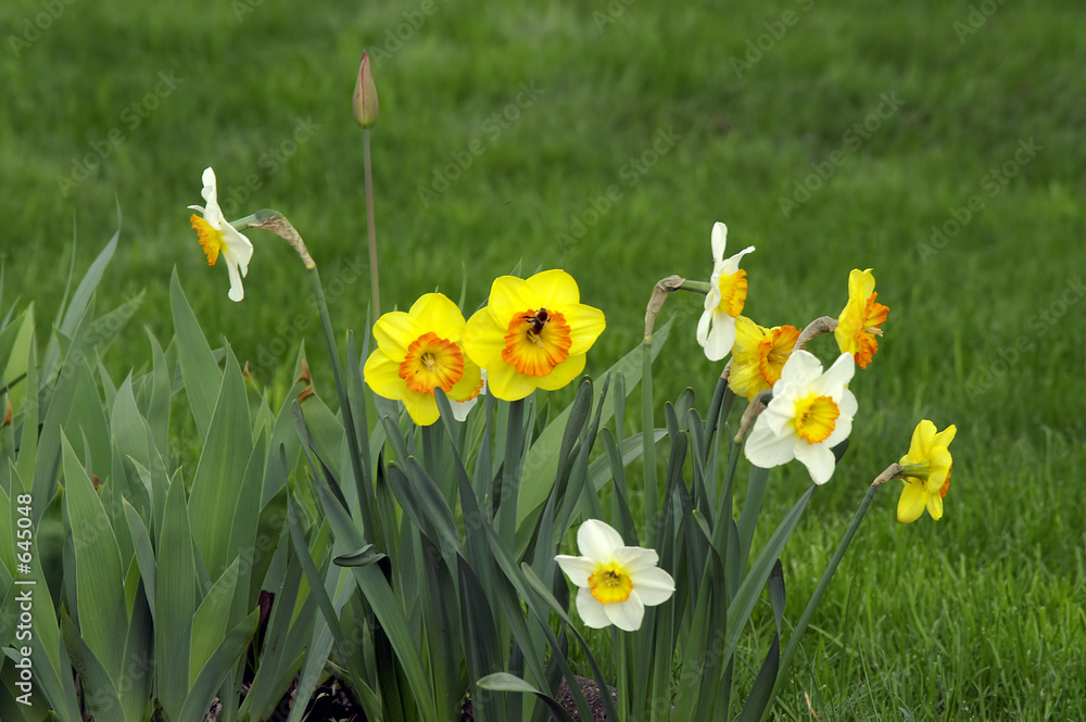Fototapeta premium yellow and white narcissus