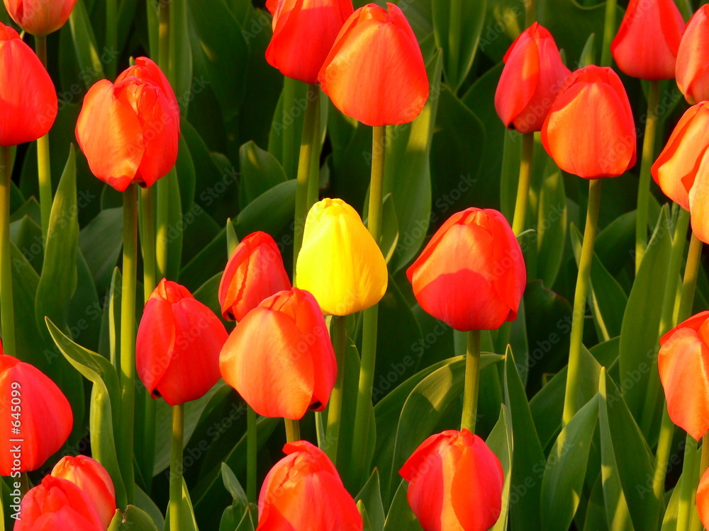 one tulip one tulip