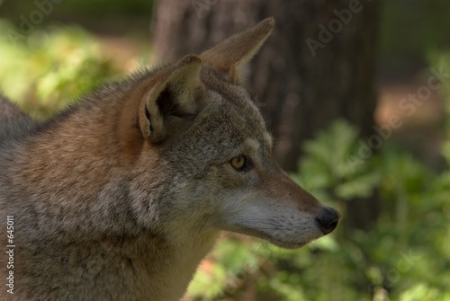 coyote