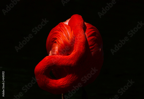 flamingo