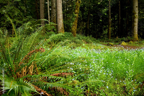 washington trails