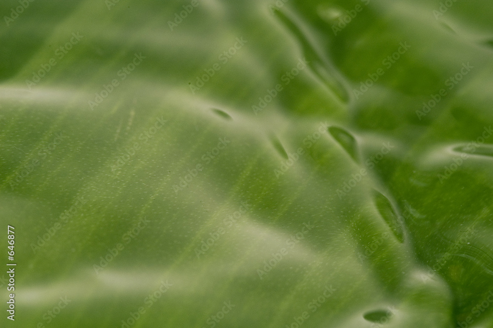 waves waves
