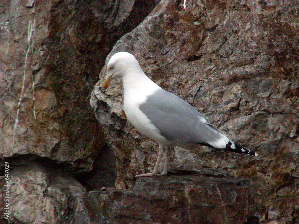 gull gull