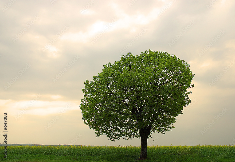 Obraz premium arbre au printemps