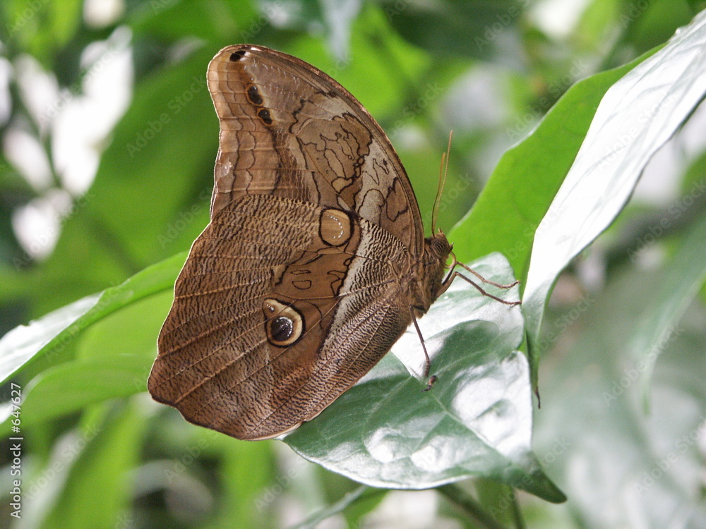 Fototapeta premium schmetterling