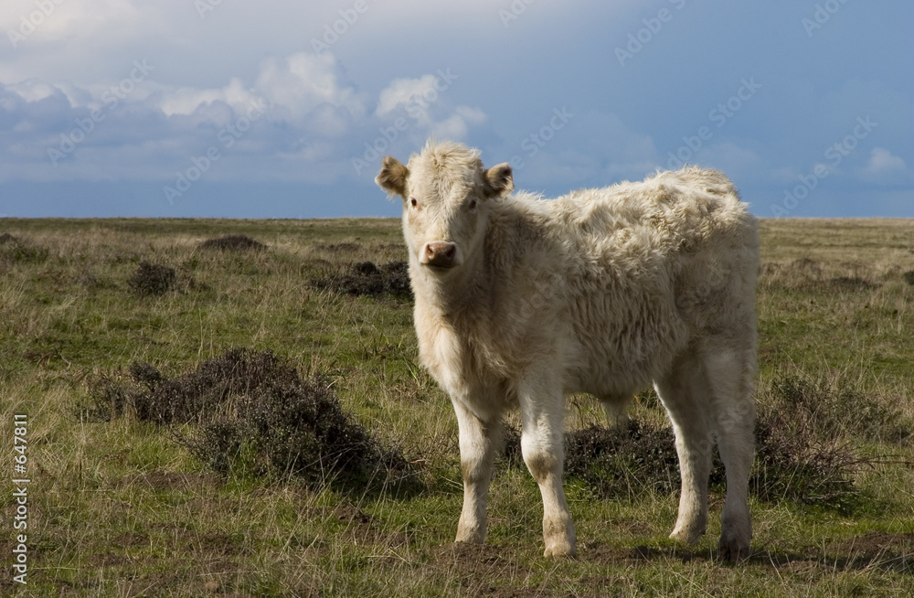 Fototapeta premium cow in field