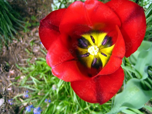 Fotografie opened tulip