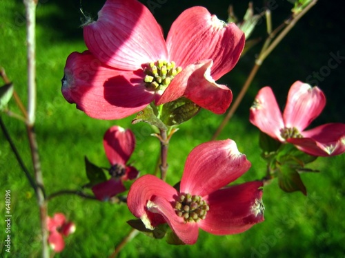 flowering dogwood photo