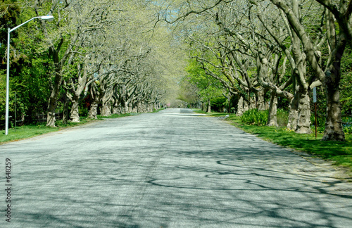 shady lane