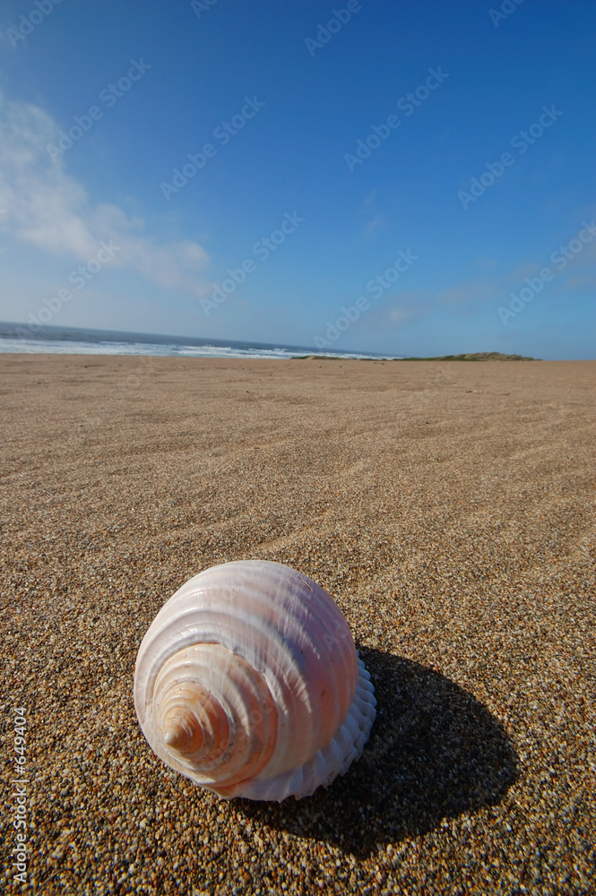 seashell on the beach