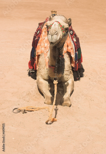 resting camel