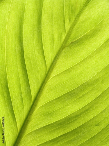 leaf