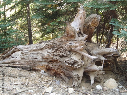 fallen tree