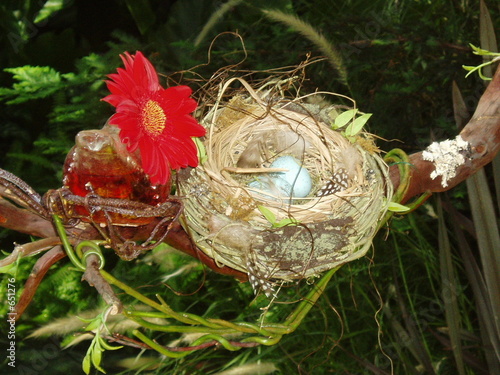 bird's nest