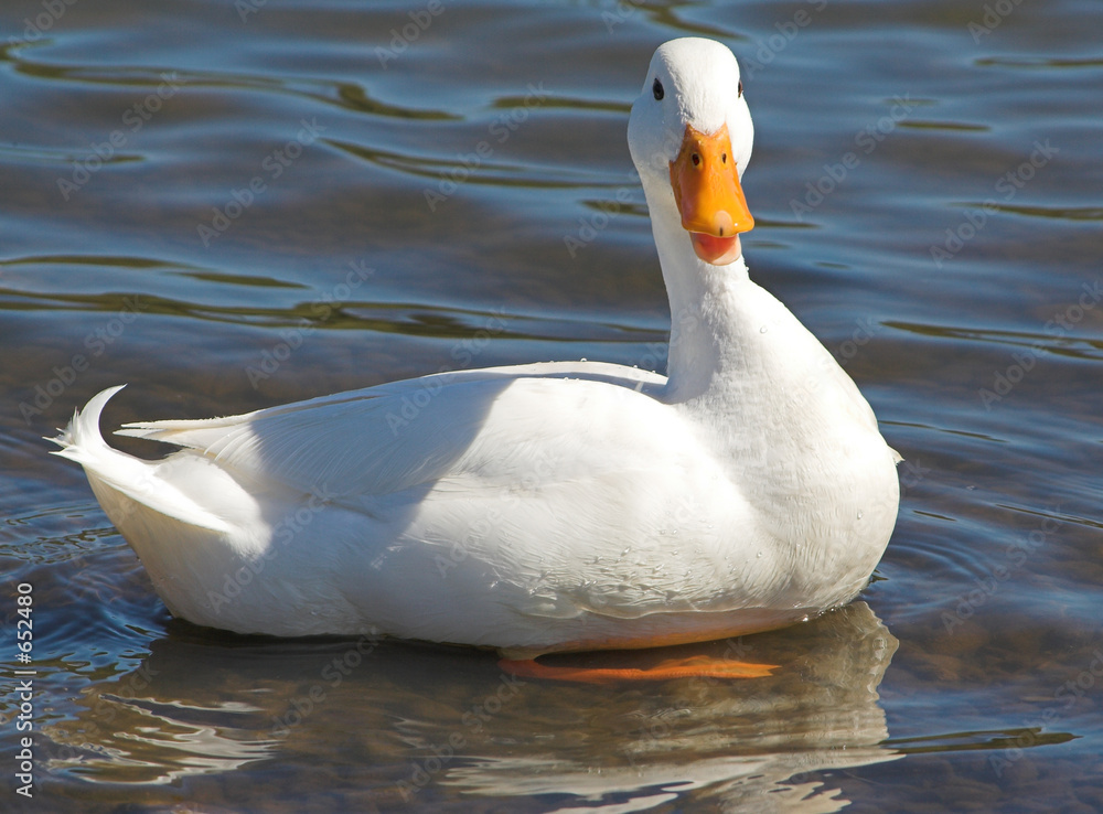 pristine white duck