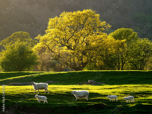 welsh sheep landscape