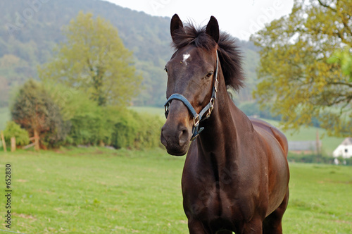 horse in the country