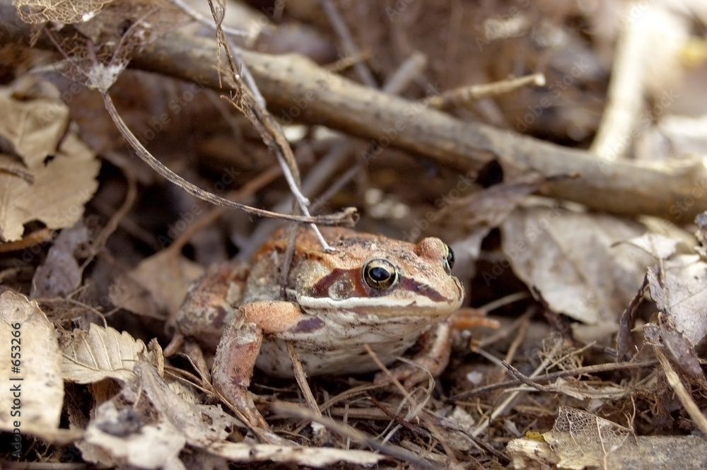 Fototapeta premium hidden frog