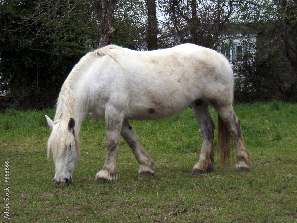 cheval paisant cheval paisant