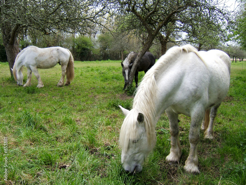 chevaux cotentin
