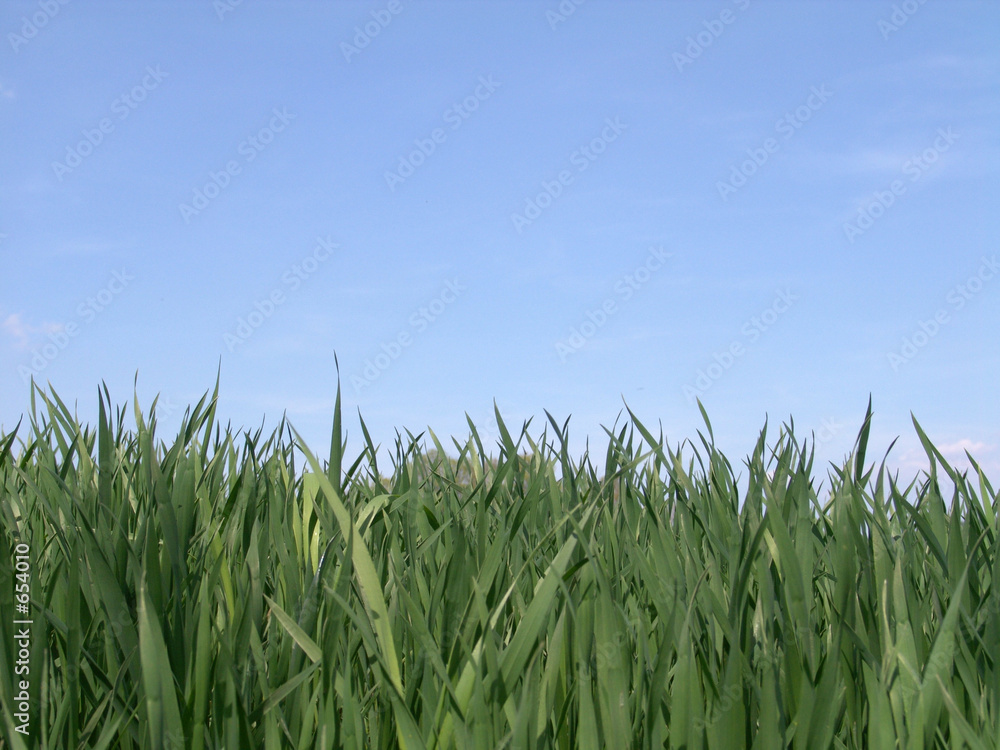 glückliches grün glückliches grün