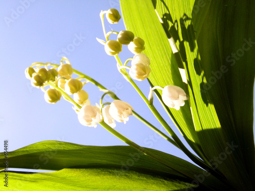 muguet