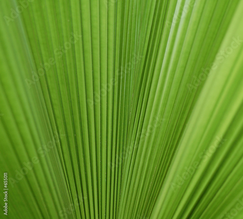 palm  leave