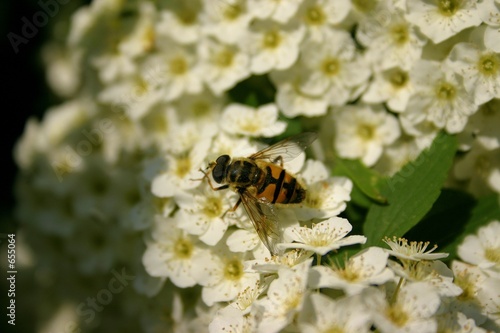 a hoverfly © xamad