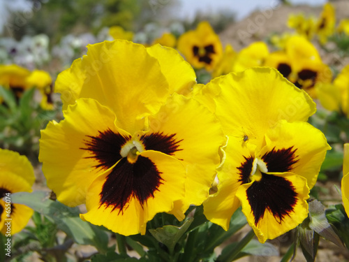 pansy
