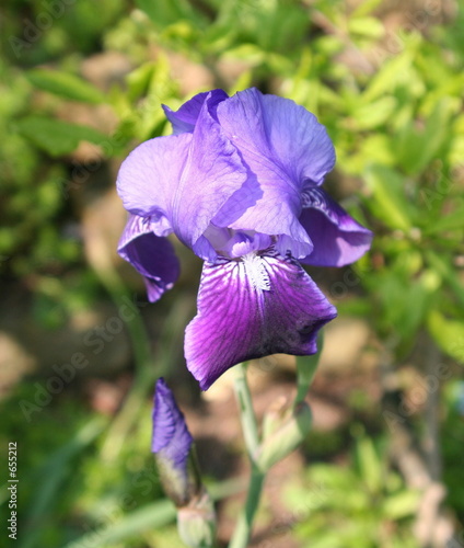 Fototapeta Naklejka Na Ścianę i Meble -  bearded iris