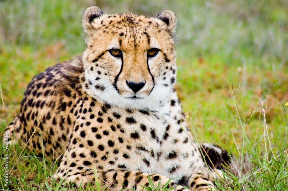 proud cheetah proud cheetah
