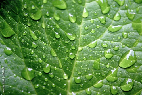 a green leaf with drops
