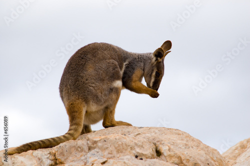 preening wallaby photo