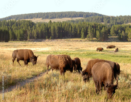 bison (buffalo) at yellowstone