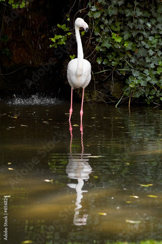 flamingo reflection