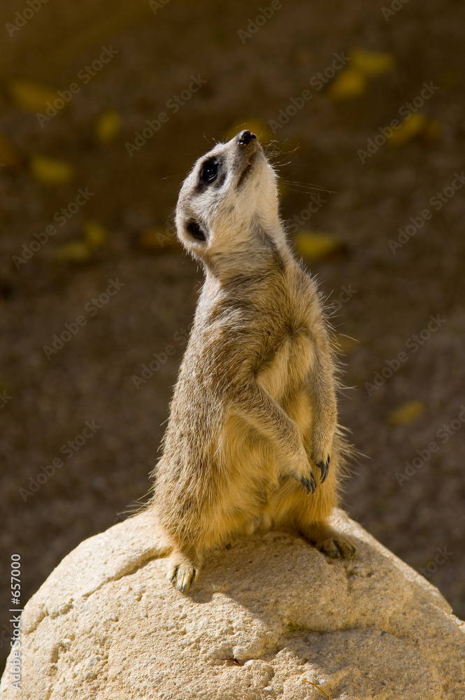 Fototapeta premium what's up there?
