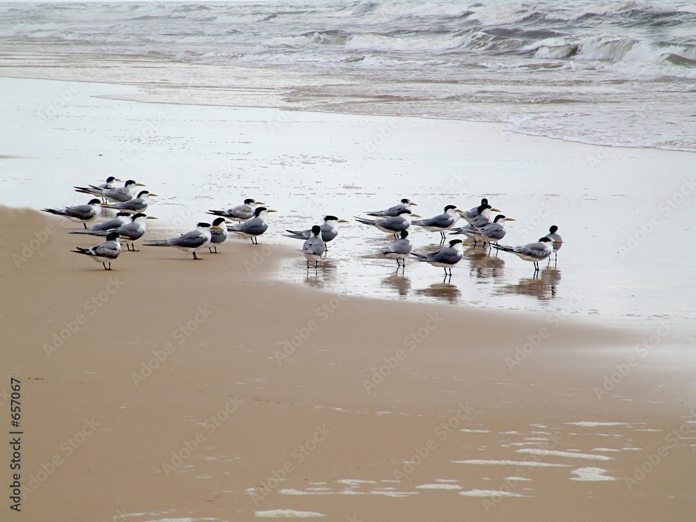 Naklejka premium möwen