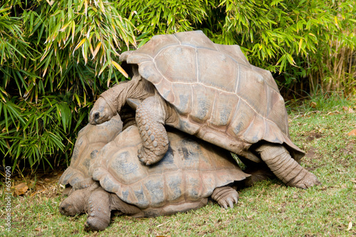 aldabra tortoises photo