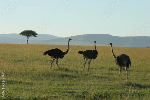 autruches dans la savane photo