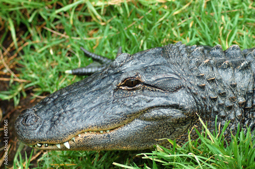 north american alligator head