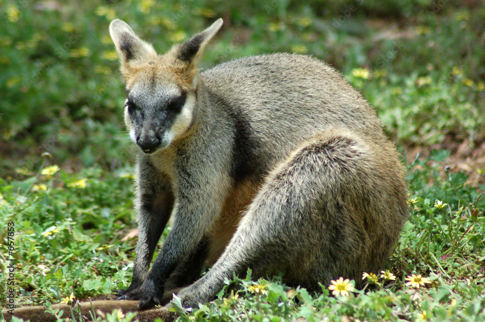 rock wallaby sitting rock wallaby sitting
