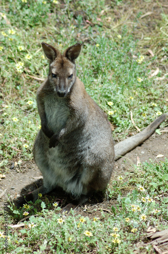 small wallaby