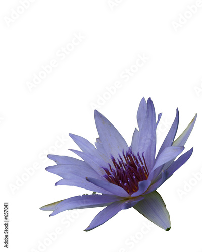 isolated water lily