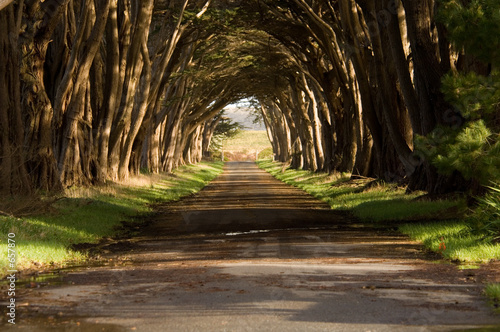 cypress tree tunnel