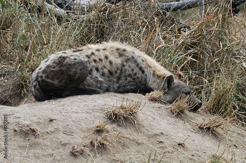 spotted hyena snoozes photo