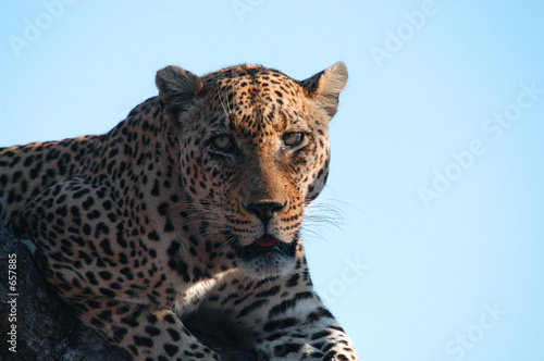 leopard stares into the camera
