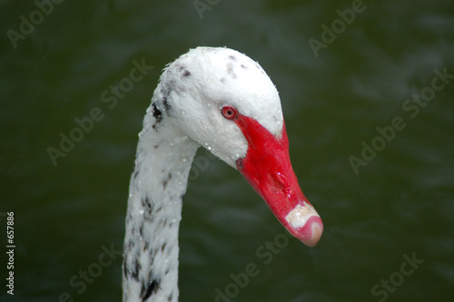 unusual black swan