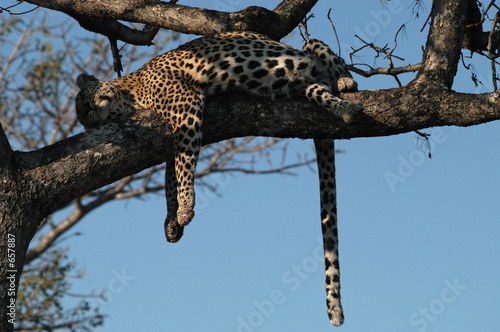 leopard sleeps in a tree
