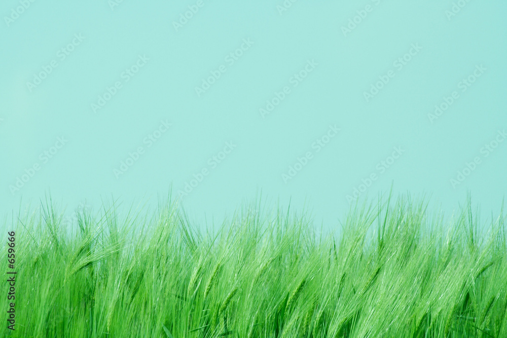 Fototapeta premium blé au printemps 01
