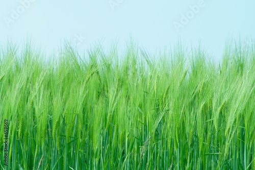 blé au printemps 02
